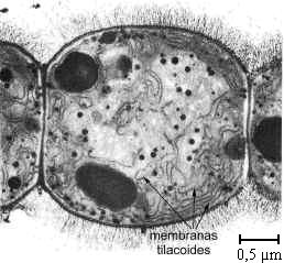 Cianobacteria
