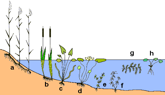 Plantas hidrfitas
