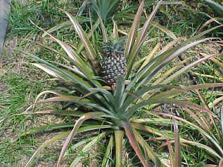 Proliferacin en Ananas comosus