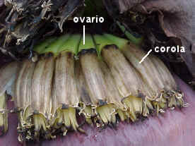 Flores de  ovario nfero en Musa paradisiaca