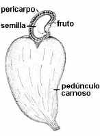 Pednculo y semilla del caj
