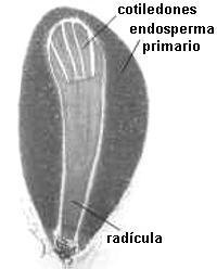 Embrin de Pinus taeda
